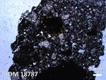 Thin Section Photo of Sample DOM 18787 in Plane-Polarized Light with 1.25X Magnification