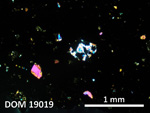 Thin Section Photo of Sample DOM 19019 in Cross-Polarized Light with 2.5X Magnification