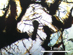Thin Section Photo of Sample DOM 19117 in Plane-Polarized Light with 2.5X Magnification