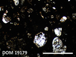 Thin Section Photo of Sample DOM 19179 in Plane-Polarized Light with 2.5X Magnification