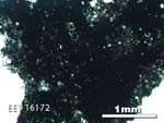 Thin Section Photo of Sample EET 16172 in Plane-Polarized Light with 2.5X Magnification