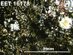 Thin Section Photo of Sample EET 16178 in Plane-Polarized Light with 5X Magnification