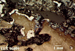 Thin Section Photo of Sample EET 96009 in Reflected Light with 1.25X Magnification