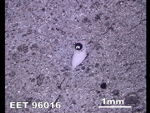 Thin Section Photo of Sample EET 96016 in Reflected Light