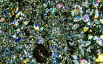 Thin Section Photo of Sample EET 96026 in Cross Polarized Light