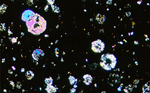 Thin Section Photo of Sample EET 96029 in Cross Polarized Light