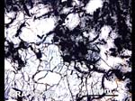 Thin Section Photograph of Sample GRA 95205 in Plane-Polarized Light