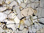 Thin Section Photograph of Sample GRO 95555 in Plane-Polarized Light
