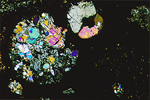 Thin Section Photo of Sample GRO 95652 in Cross Polarized Light