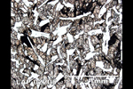 Thin Section Photograph of Sample LAP 02205 in Plane-Polarized Light