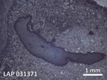 Thin Section Photo of Sample LAP 031371 in Reflected Light with  Magnification
