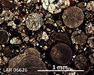 LAR 06626 Meteorite Thin Section Photo with 5x magnification in Plane-Polarized Light