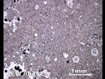 Thin Section Photo of Sample LEW 85311 in Reflected Light