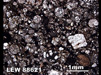 Thin Section Photograph of Sample LEW 88621 in Plane-Polarized Light