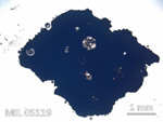 Thin Section Photo of Sample MIL 05119 in Plane-Polarized Light with 5X Magnification