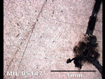 Thin Section Photo of Sample MIL 05147  in Reflected Light