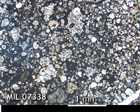 Thin Section Photo of Sample MIL 07338 in Plane-Polarized Light with 2.5x Magnification