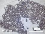 Thin Section Photo of Sample MIL 07425 at 2.5X Magnification in Reflected Light