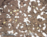 MIL 07582 Meteorite Thin Section Photo with 2.5x magnification in Reflected Light
