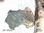Thin Section Photo of Sample MIL 07588 at 1.25X Magnification in Plane-Polarized Light