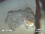 Thin Section Photo of Sample MIL 07588 at 1.25X Magnification in Reflected Light
