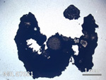 Thin Section Photo of Sample MIL 07681 in Plane-Polarized Light with  Magnification