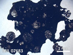 Thin Section Photo of Sample MIL 07683 in Plane-Polarized Light with  Magnification