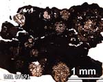 Thin Section Photograph of Sample MIL 07691 in Plane-Polarized Light