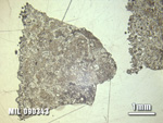 Thin Section Photo of Sample MIL 090343 at 1.25X Magnification in Reflected Light