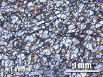 Thin Section Photo of Sample MIL 090356 at 2.5X Magnification in Plane-Polarized Light