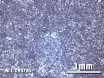 Thin Section Photo of Sample MIL 090785 at 2.5X Magnification in Reflected Light