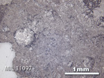 Thin Section Photo of Sample MIL 11097 in Reflected Light with 2.5X Magnification