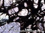 Thin Section Photo of Sample MIL 13004 in Plane-Polarized Light with 5X Magnification