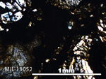 Thin Section Photo of Sample MIL 13052 in Plane-Polarized Light with 5X Magnification