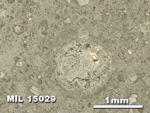 Thin Section Photo of Sample MIL 15029 in Reflected Light with 2.5X Magnification