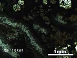 Thin Section Photo of Sample MIL 15565 in Plane-Polarized Light with 2.5X Magnification