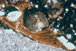 Thin Section Photo of Sample ALH 81005