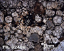Thin Section Photograph of Sample TIL 82408 in Plane-Polarized Light
