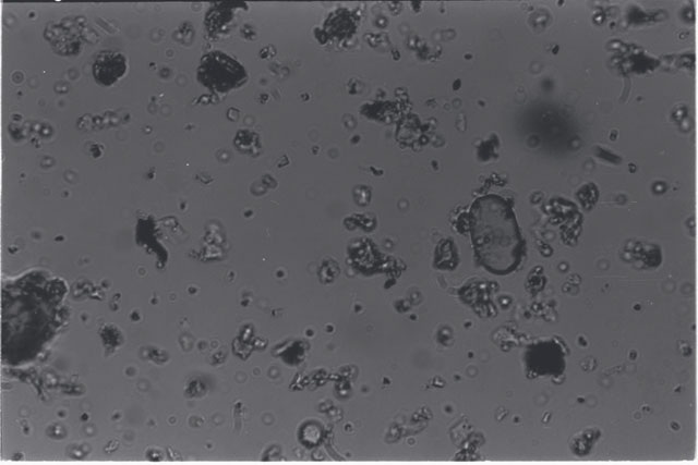 Black and white photograph of Apollo 11 Sample(s) 10010; Processing photograph displaying microscope view of grains.