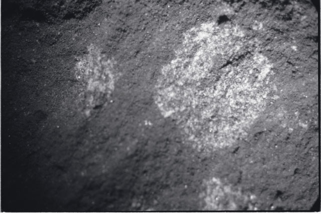 Black and white photograph of Apollo 11 Sample(s) 10019; Processing photograph displaying a close up of white clast.