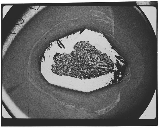 Black and white Thin Section photograph of Apollo 12 Sample(s) 12018,6 using cross nichols light.