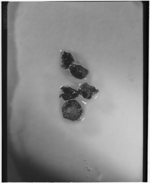 Black and white photograph of Apollo 12 sample 12001,104; Processing photograph displaying glass soil grains.