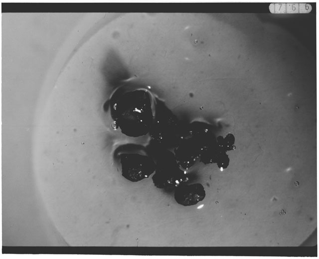 Black and white photograph of Apollo 12 sample 12070,160; Processing photograph displaying grain mount.