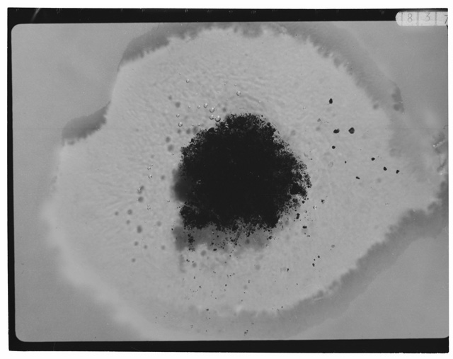 Black and white photograph of Apollo 12 Sample(S) 12057,84; Processing photograph displaying grain mount.