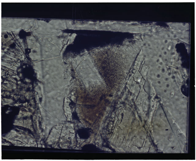 Color Thin Section photograph of Apollo 14 Sample(s) 14310 using transmitted light.